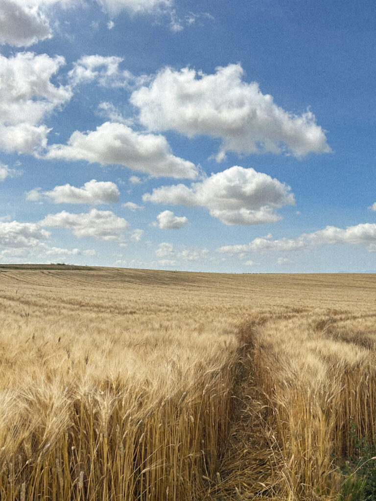 Campo di grano duro sardo della filiera Ercole Punto Zero - F.lli Cellino