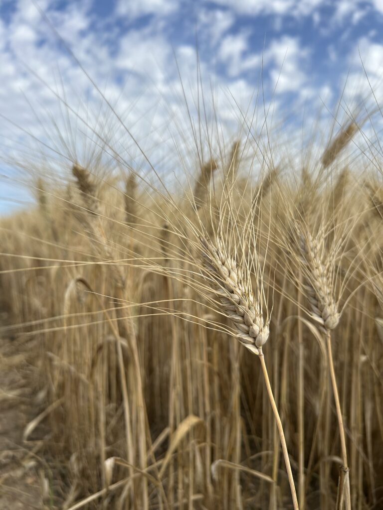 Grano duro sardo della filiera Ercole Punto Zero F.lli Cellino