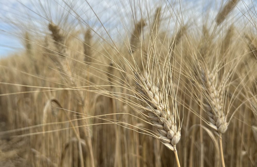 Grano duro sardo della filiera Ercole Punto Zero F.lli Cellino