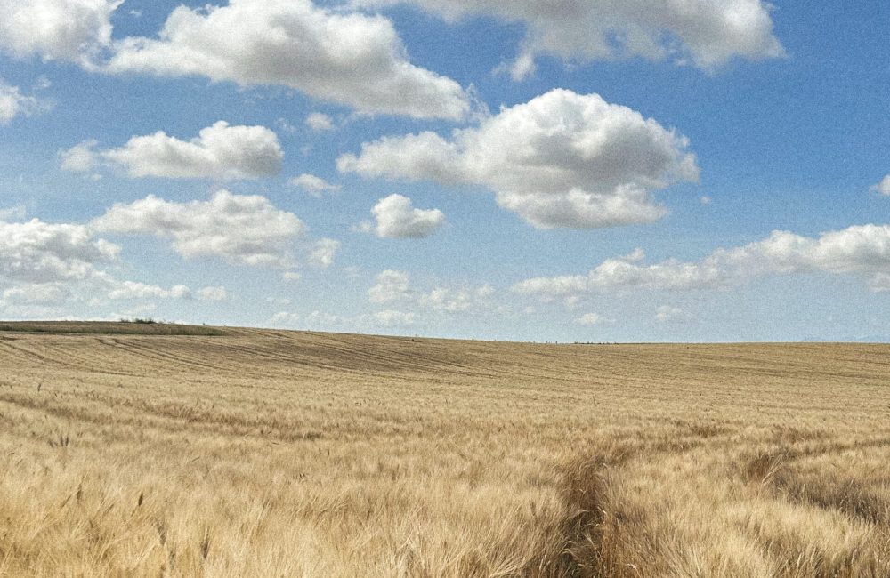 Campo di grano duro sardo della filiera Ercole Punto Zero - F.lli Cellino