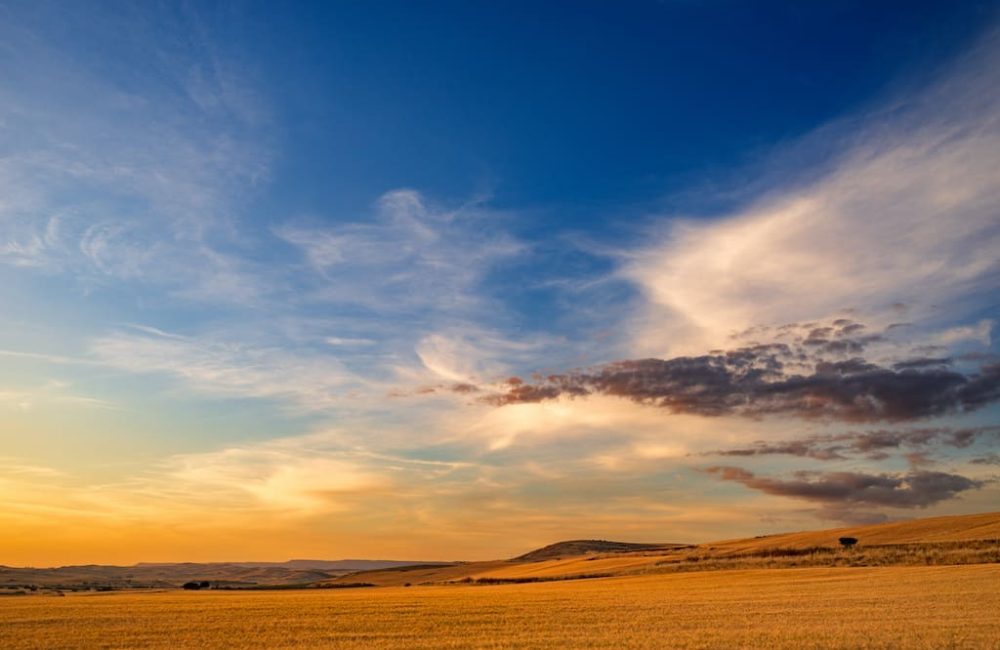 L’antico granaio d’Italia_ la tradizione cerealicola della Marmilla (1)